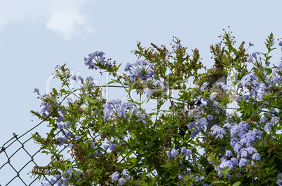 Blumen am zaun