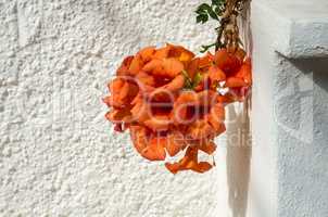 Blüte an der Wand