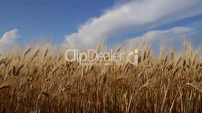 Ripe wheat against a blue sky