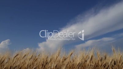 Ripe wheat against a blue sky