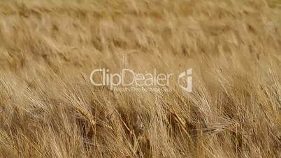 ears of ripe wheat in a field