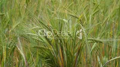 ears of ripe wheat in a field