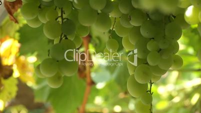 Bunch of white grapes