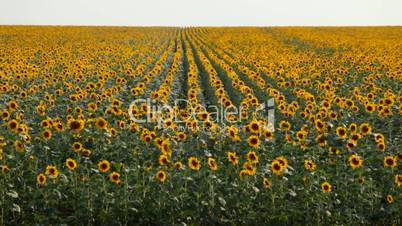 View of sunflower field