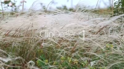 steppe of white feathergrass