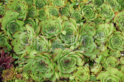 Sempervivum