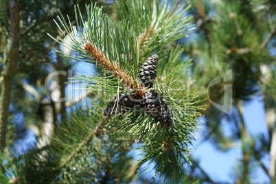 Pine cones