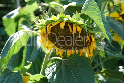 Sunflowers