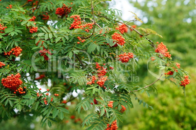 Red rowan