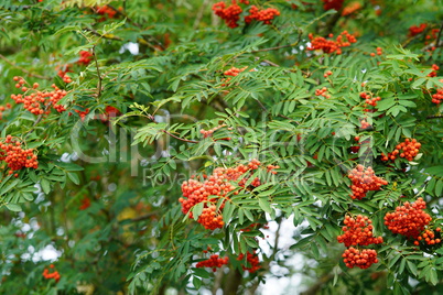 Red rowan