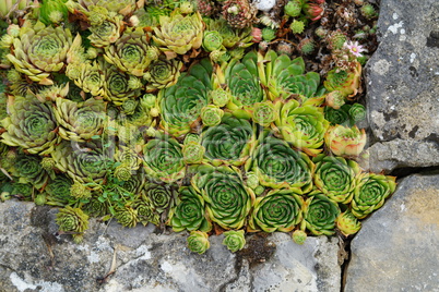 Sempervivum