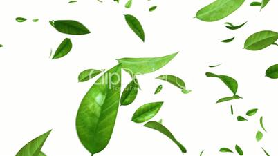 Green Leaves Flying on White Background. HD 1080. Looped. Alpha Mask.