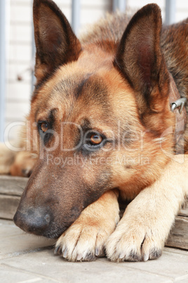 Domestic Shepherd Portrait