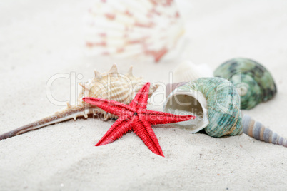 Shells On Sand