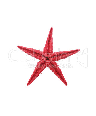 Starfish On White