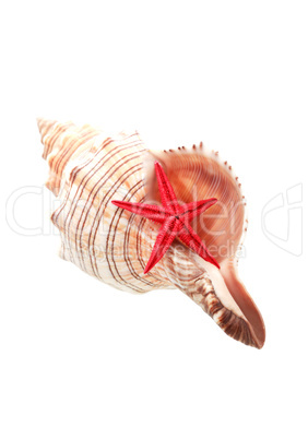 Starfish And Shell