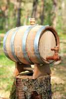 Oak Barrel On Stump