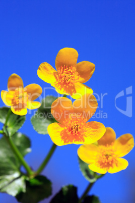 Nice Yellow Wildflowers