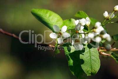 Twig With Flowers