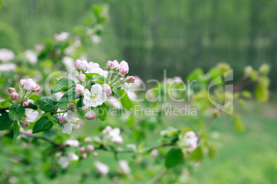 Twig With Flowers