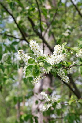 Twig With Flowers