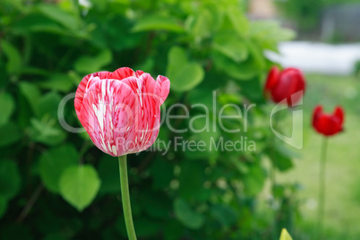 Red Tulip Closeup