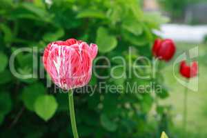 Red Tulip Closeup