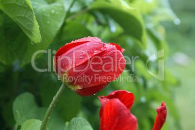 Wet Tulip Closeup