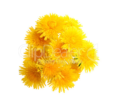 Dandelions On White