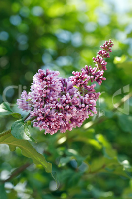 Lilac Purple Twig Lilac Purple Twig