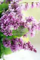 Lilac Purple Twig