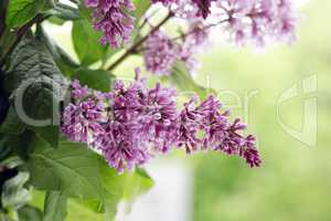 Lilac Purple Twig