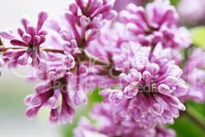 Lilac Purple Twig Macro