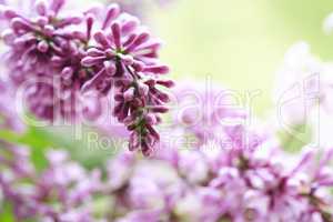 Lilac Purple Twig Macro