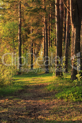 Pine Forest Background