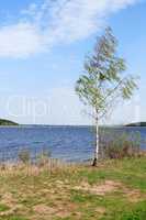 Birch Near Lake