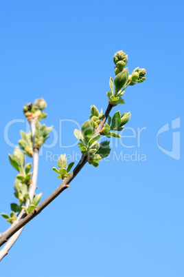 Twig With Green Leaves
