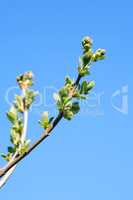 Twig With Green Leaves