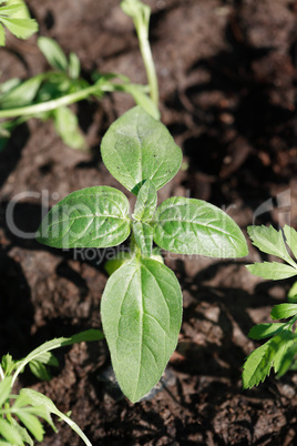 Agriculture Plant On Ground