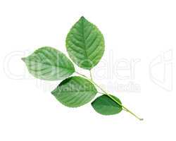 Green Leaves Isolated