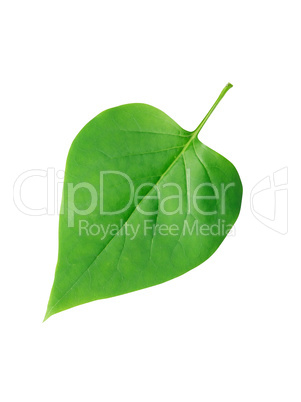 Green Leaf Isolated