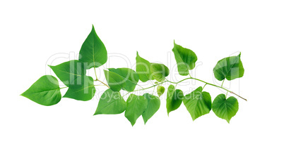Green Leaves Border Green Leaves Border