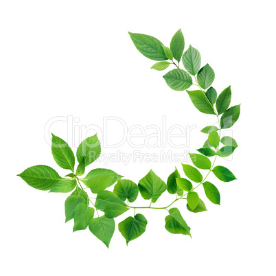 Green Leaves Border