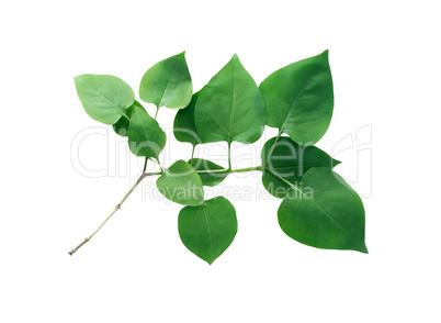 Green Leaves Isolated