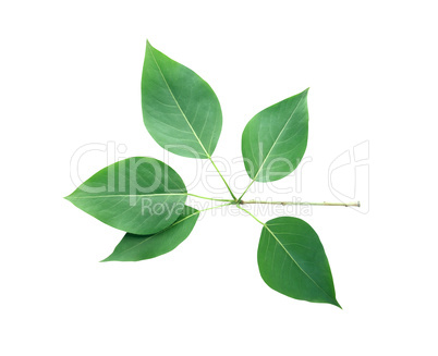 Green Leaves Isolated