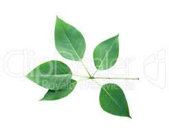 Green Leaves Isolated