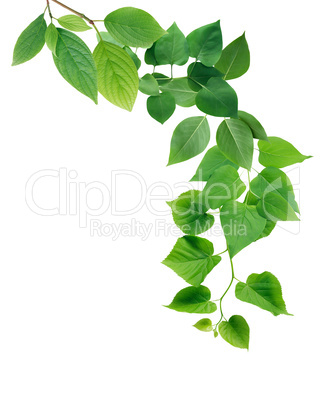 Green Leaves Border