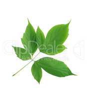 Green Leaves Isolated