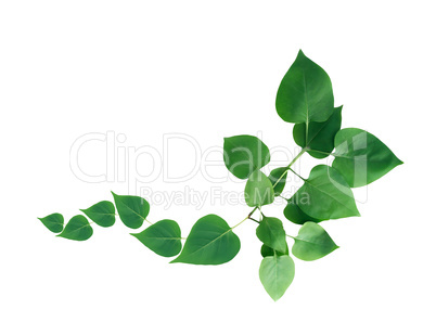 Green Leaves Border