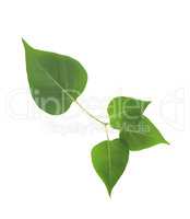 Green Leaves Isolated